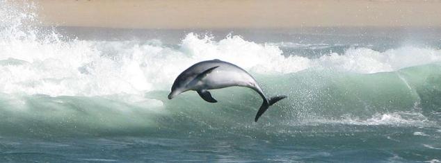 Dolphin-watching-tours-and-charters
